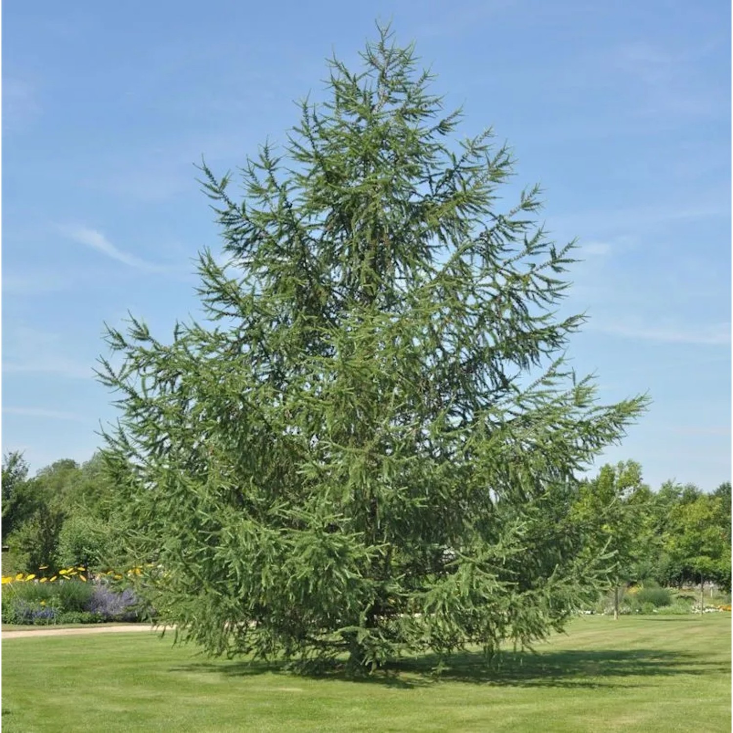 Japanische Lärche 100-125cm - Larix kaempferi