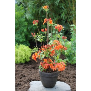 Azalee Feuerwerk im Topf, orange-rote Blüten, ca. 40-60 cm hoch.