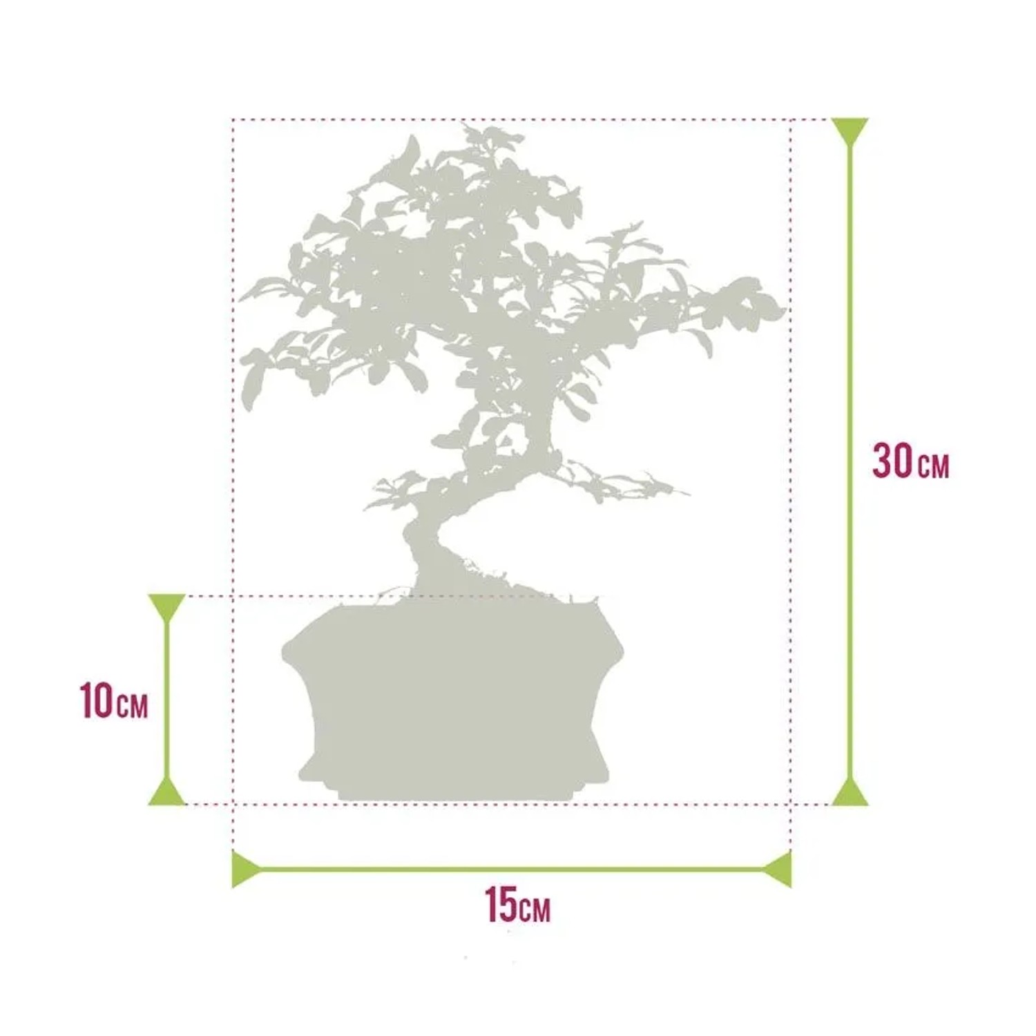 Diagramm eines S-förmigen Bonsai Baums im Topf mit Maßen: 30cm Höhe, 15cm Topfbreite. Ideal für Hausbäume.