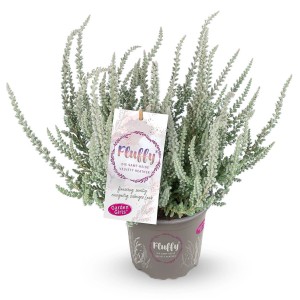 Knospenblüher-Heide Fluffy im Topf, silbriges Laub. Calluna vulgaris für Beet und Balkon.