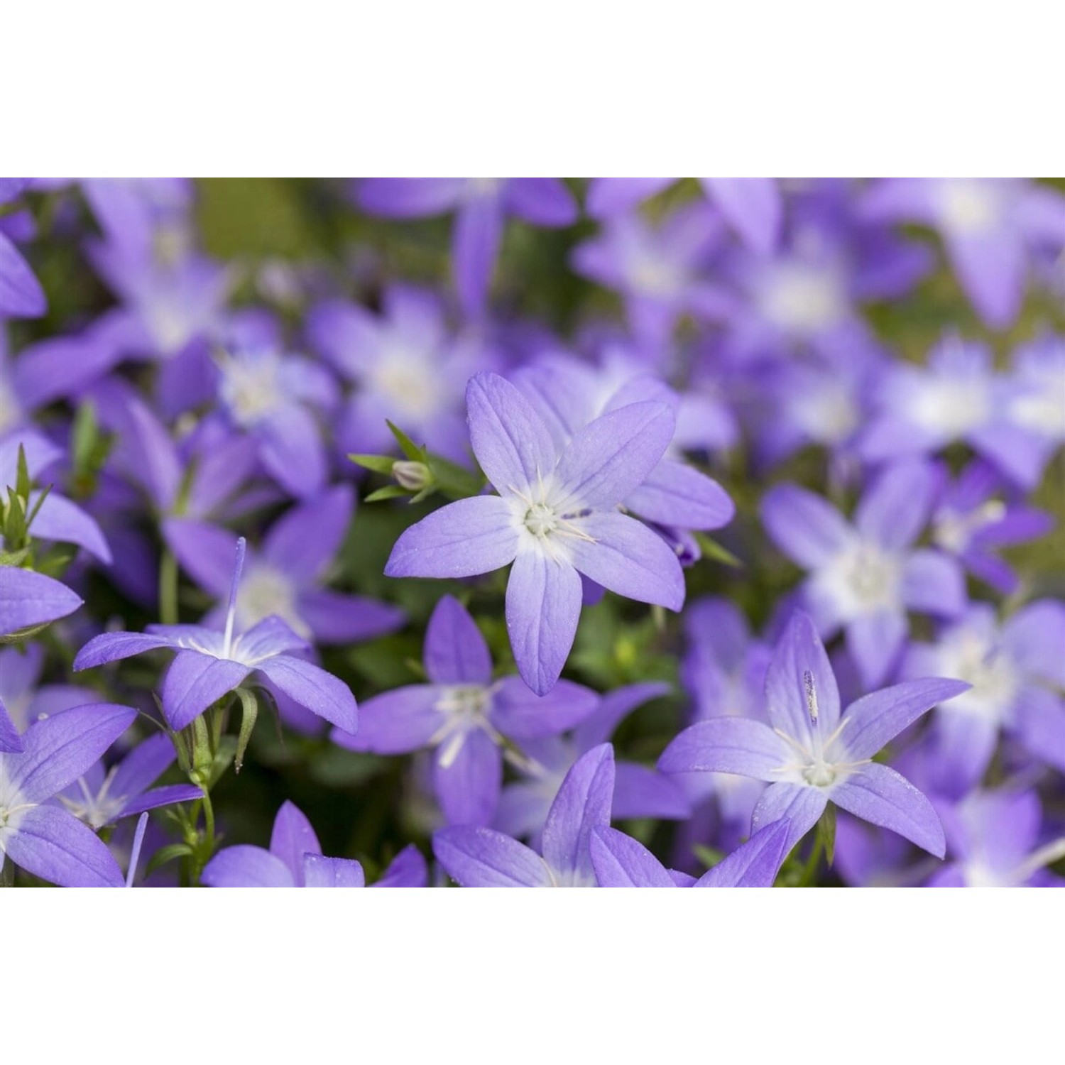Campanula Garganica Erinus Major Glockenblume Blau Ca. 9x9 cm Topf günstig online kaufen