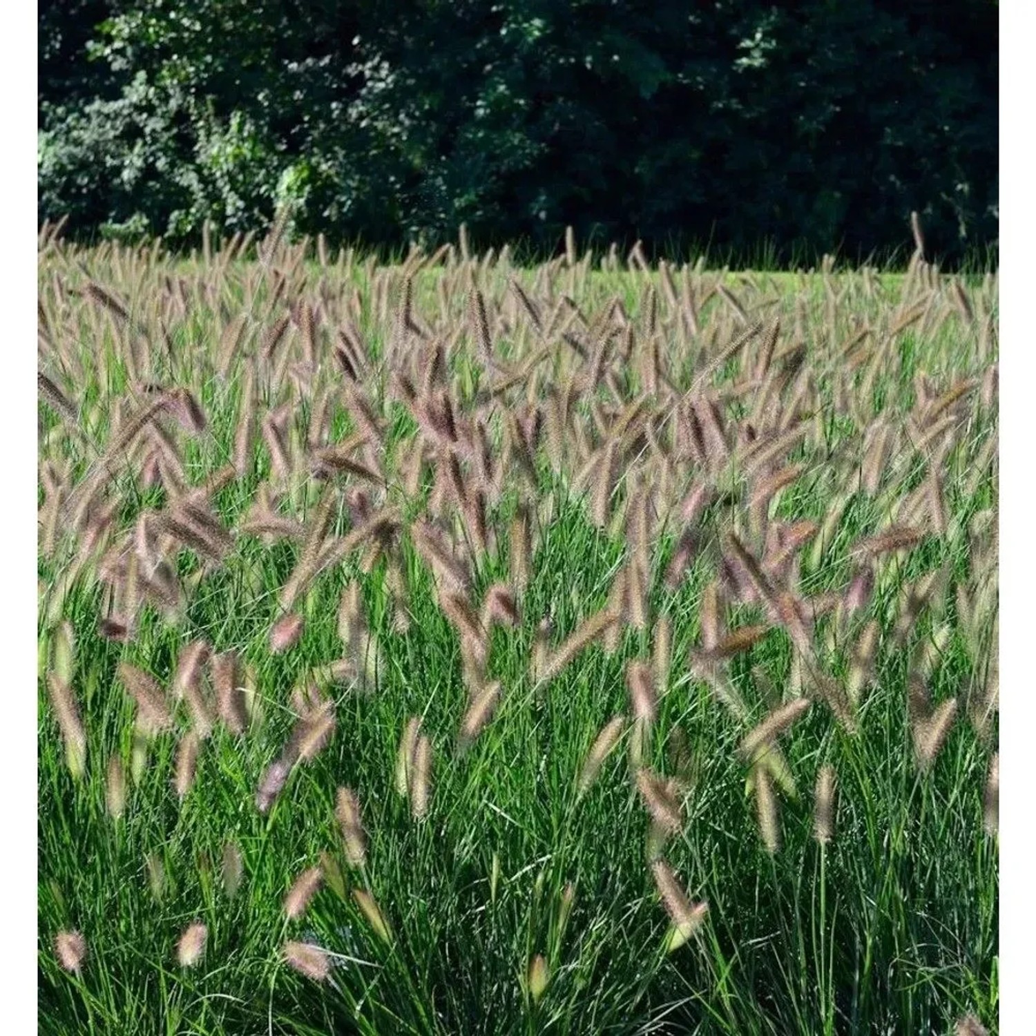 Lampenputzergras Black Beauty - großer Topf - Pennisetum alopecuroides