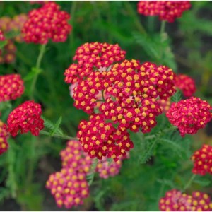 Schafgarbe 'Petra': Staude mit roten Blütendolden und grünen Blättern im Garten.