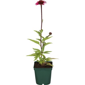 Purpursonnenhut 'Rot' im Topf, ca. 9x9 cm. Echinacea, rosarote Blüte, pflegeleichte Schnittpflanze.