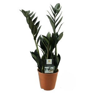 kaktus innen Kaufen Sie das Kaktus-Set für zu Hause online – Urbangreen main image 0