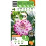 GROW by OBI Dahlie Saint Martin, lila-rote und weiße Blüte. Blumenzwiebel für Beet und Garten.