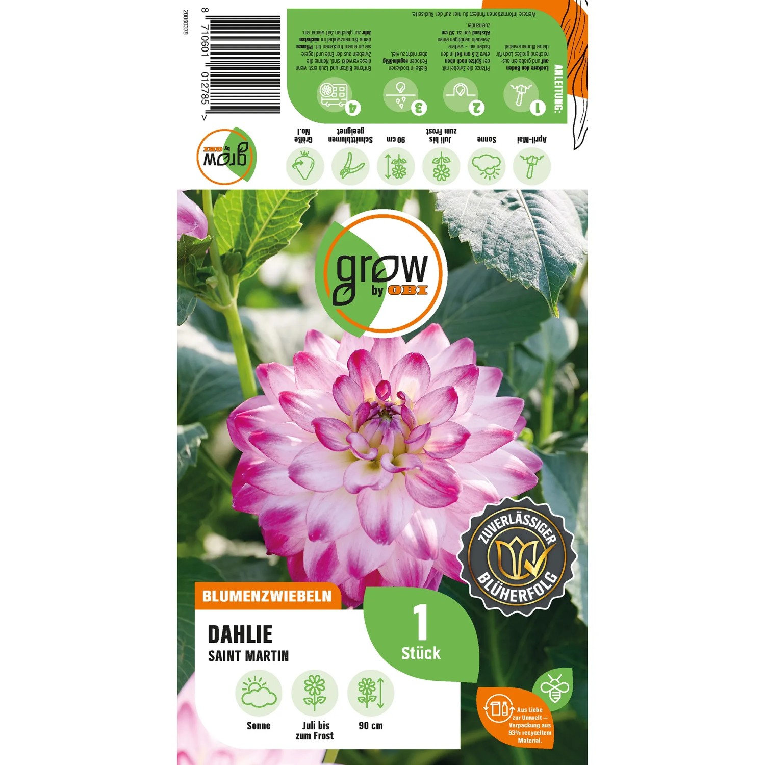 GROW by OBI Dahlie Saint Martin, lila-rote und weiße Blüte. Blumenzwiebel für Beet und Garten.