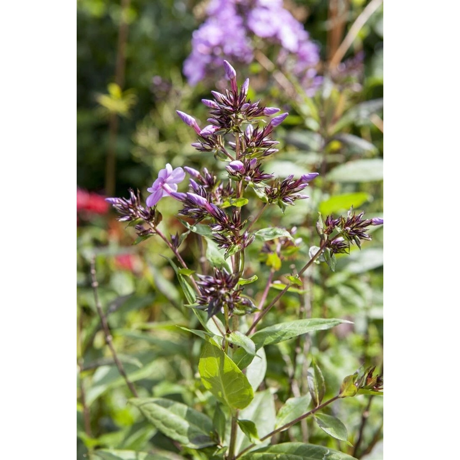 Phlox Divaricata Wolken Duftphlox Ca. 9x9 cm Topf günstig online kaufen