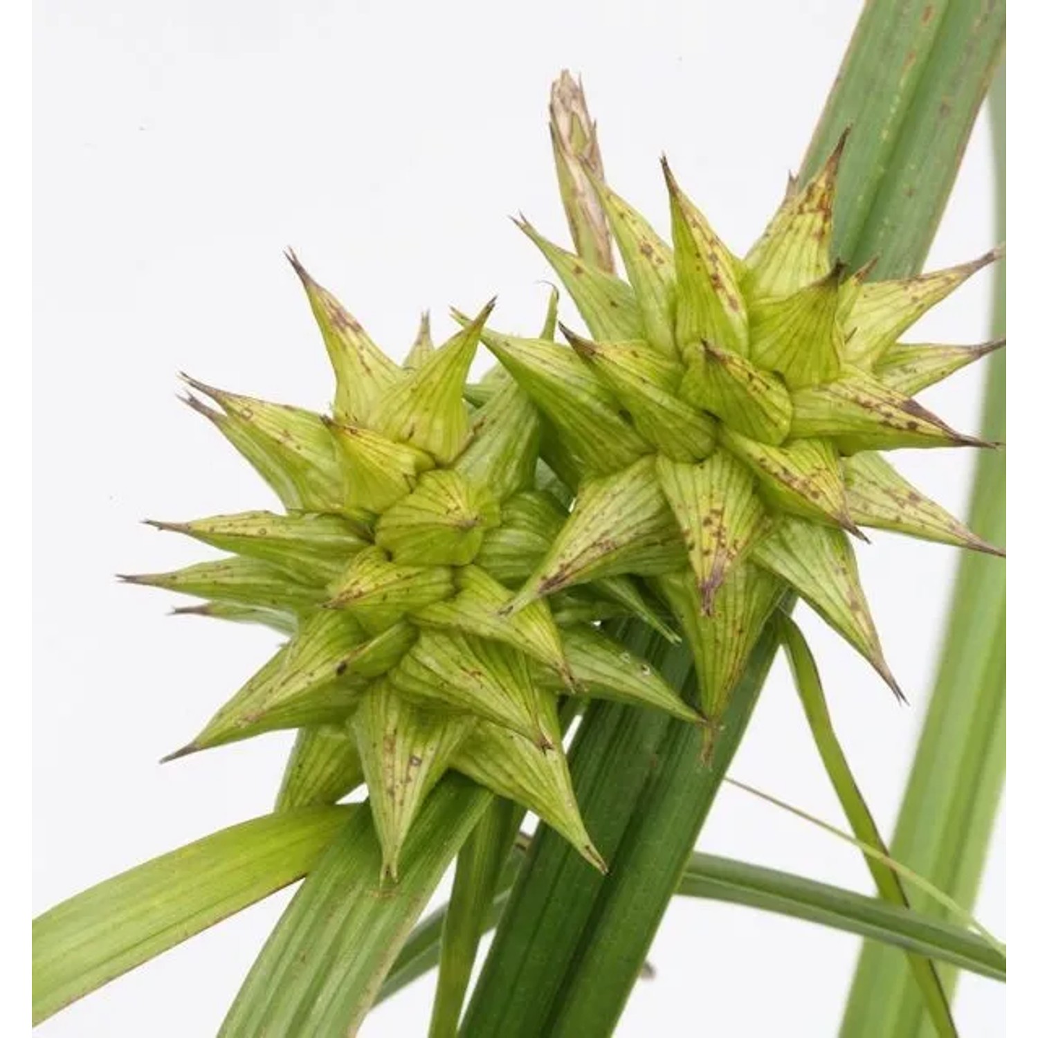 Morgensternsegge - Carex grayi