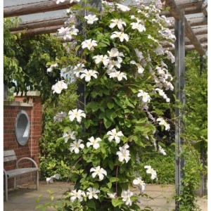 Blühende Waldrebe 'Joe' (Clematis) mit weißen Blüten an einer Rankhilfe im Garten.