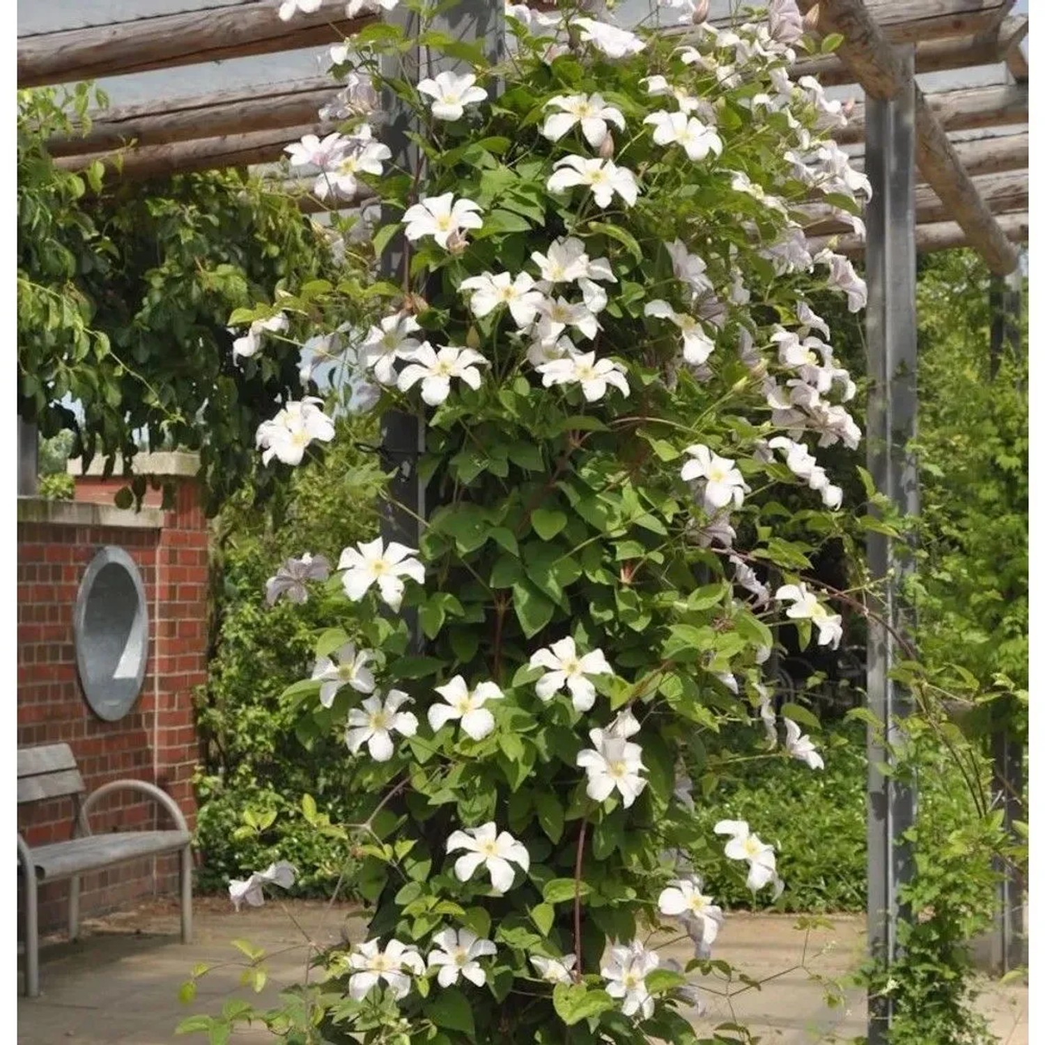 Waldrebe Joe 40-60cm - Clematis