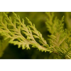 Nahaufnahme der goldgelben Blätter der Cupressocyparis leylandii 'Gold Rider'.