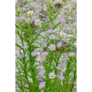 Feinstrahlaster (Kalimeris incisa) mit lavendelblauen Blüten im 9x9 cm Topf.