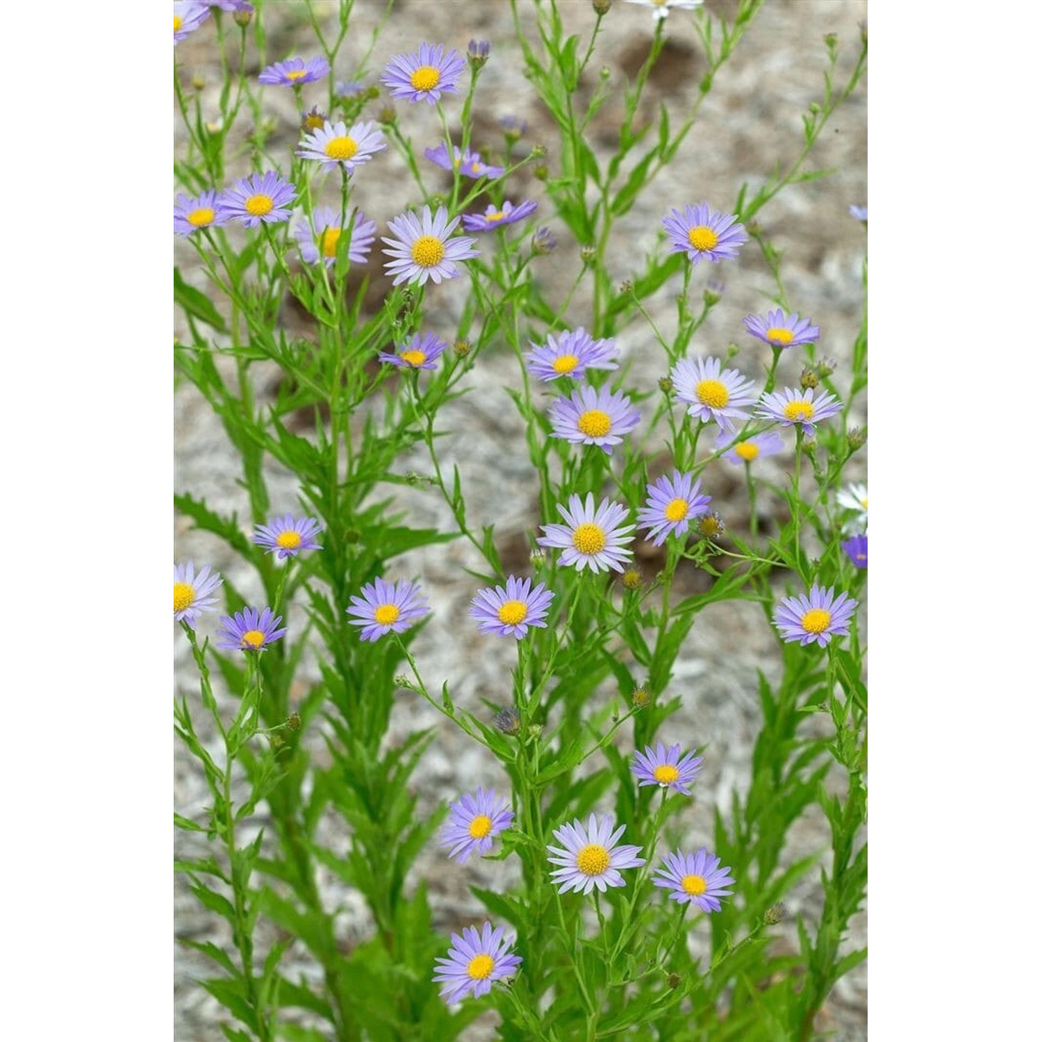 Kalimeris Incisa Feinstrahlaster Ca. 9x9 cm Topf günstig online kaufen