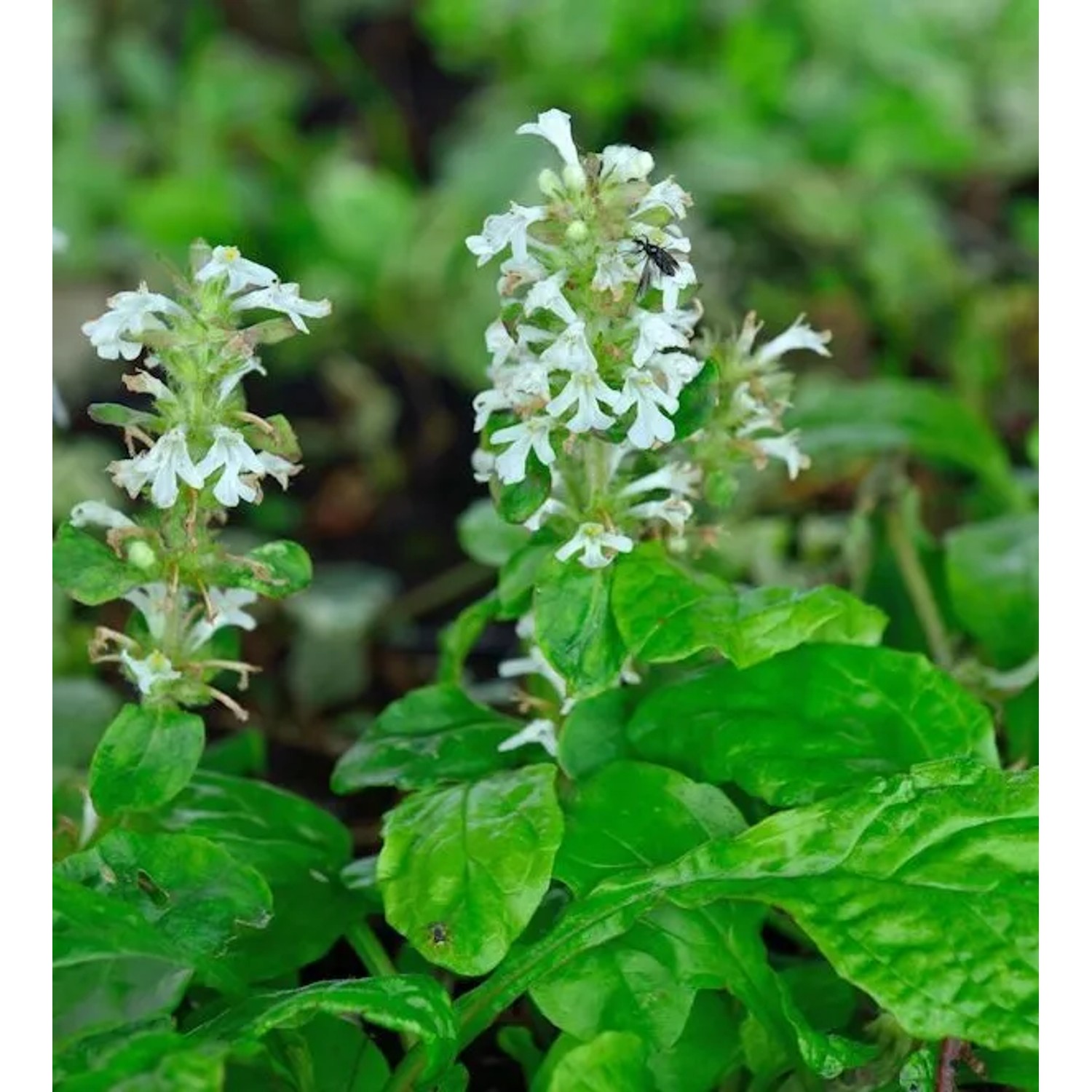 Günsel Alba - Ajuga reptans Alba