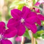 Nahaufnahme der purpurroten Clematis Hybride 'Ernest Markham' Kletterpflanze.