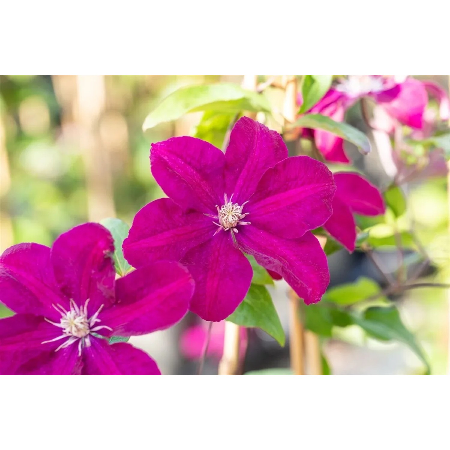 Nahaufnahme der purpurroten Clematis Hybride 'Ernest Markham' Kletterpflanze.