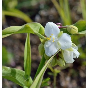Nahaufnahme einer weißen Dreimasterblume 'Bilberry Ice' (Tradescantia andersoniana) im Garten.