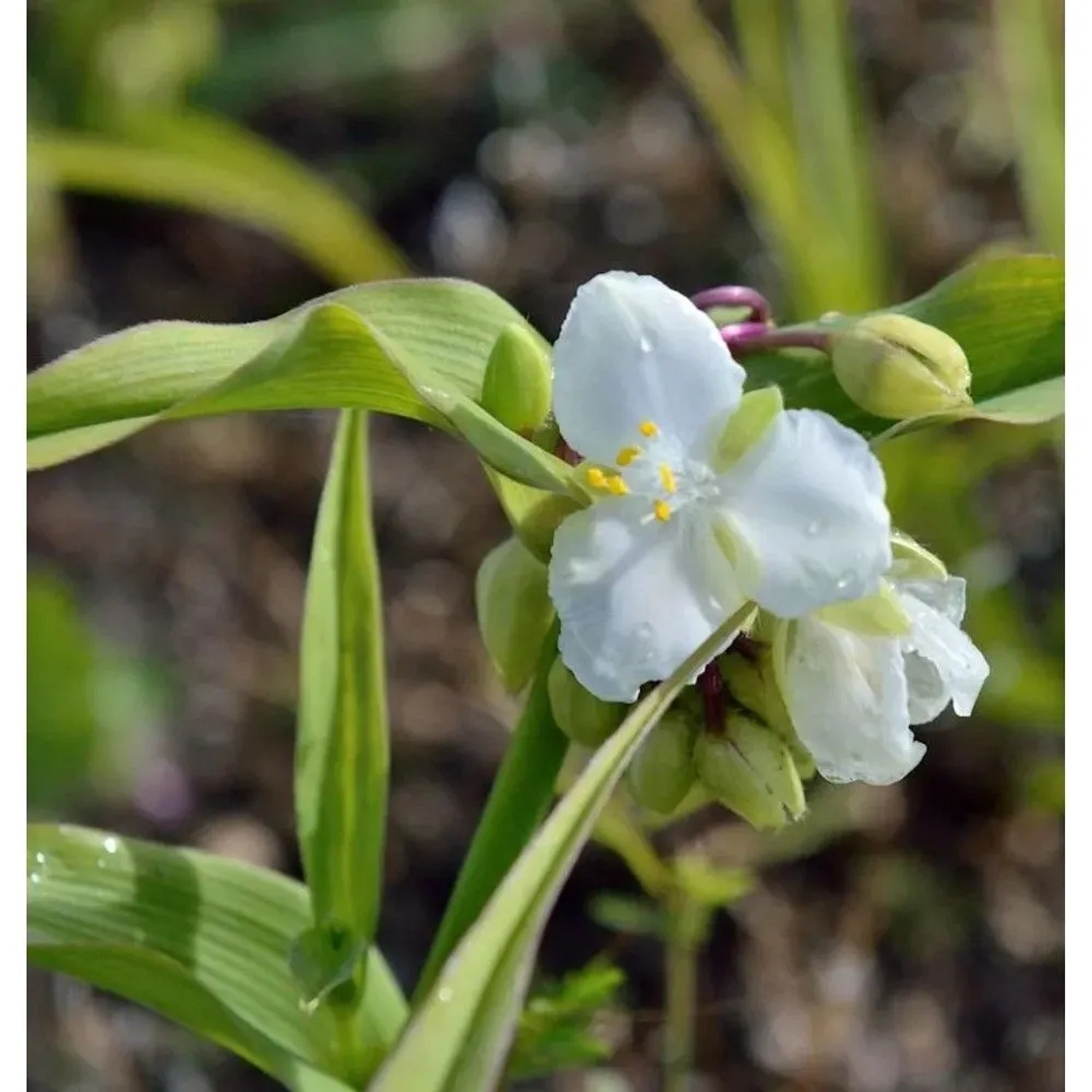 Dreimasterblumen Bilberry Ice - Tradescantia andersoniana