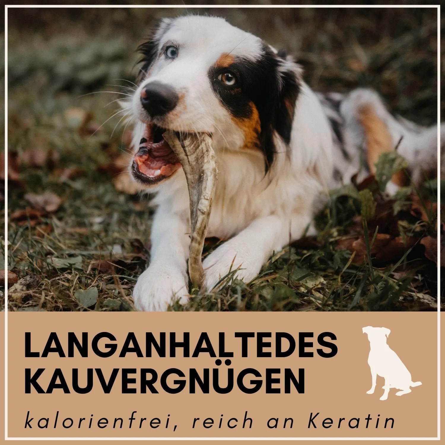 Hund kaut auf Schafhorn Kauspielzeug von Supravit, Größe L.