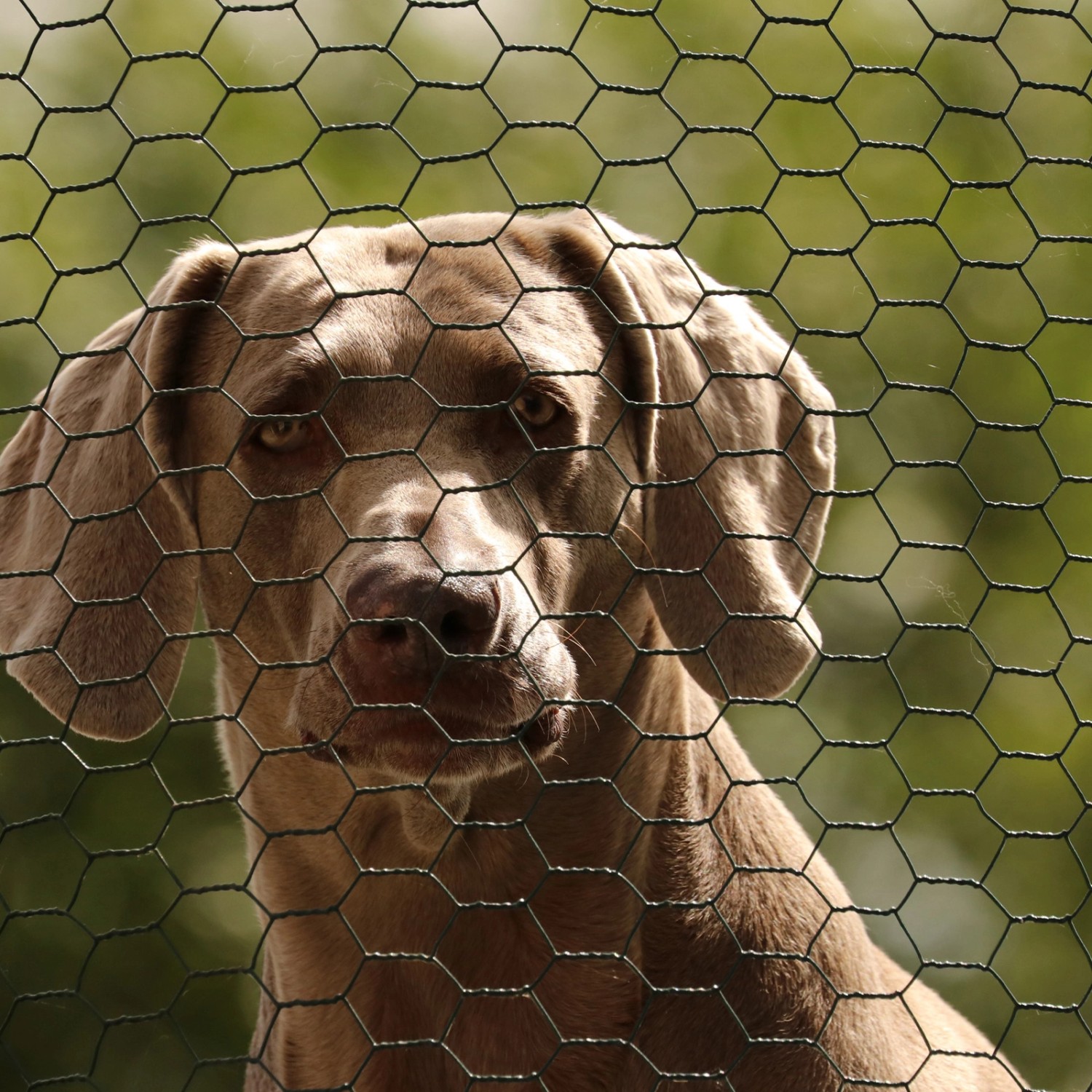 CCLIFE Hühnerzaun Geflügelnetz 45mm Maschenweite 100cm Höhe 25m Länge PVC-Beschichtet Grün_6