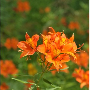 Orange Inkalilie 'Indian Summer' (Alstroemeria) mit dunklen Streifen, Nahaufnahme.