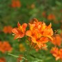 Orange Inkalilie 'Indian Summer' (Alstroemeria) mit dunklen Streifen, Nahaufnahme.