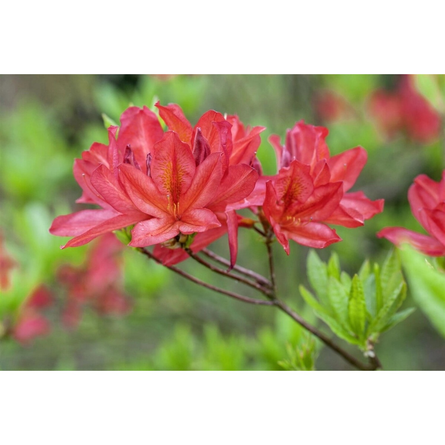 Rhododendron Luteum Tunis Gelb 40–50 cm günstig online kaufen