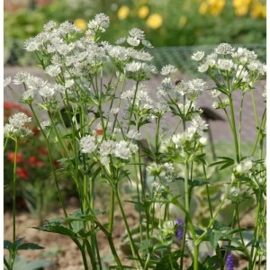 Weiße Sterndolde Snowstar (Astrantia major), eine elegante Staude für halbschattige Standorte.