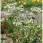 Weiße Sterndolde Snowstar (Astrantia major), eine elegante Staude für halbschattige Standorte.