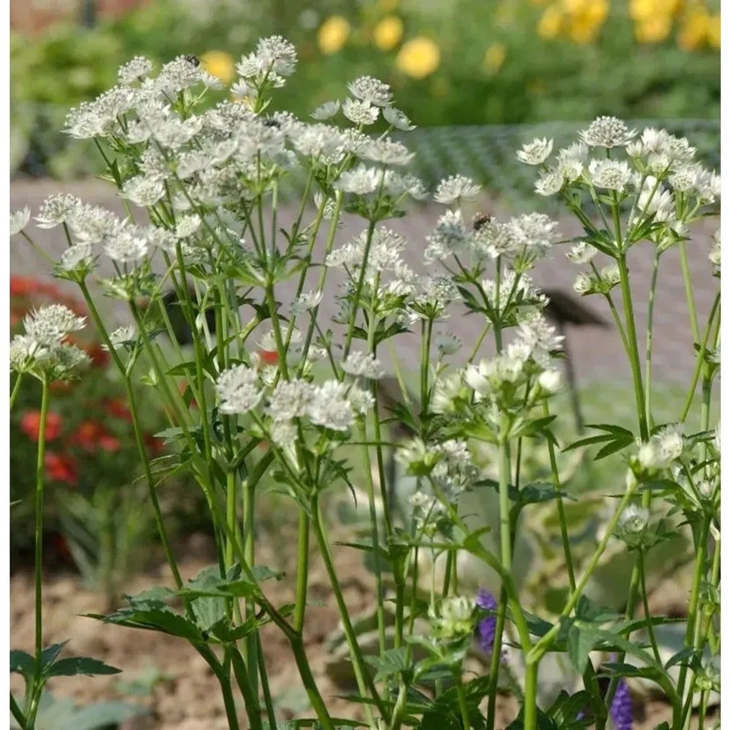 Weiße Sterndolde Snowstar (Astrantia major), eine elegante Staude für halbschattige Standorte.