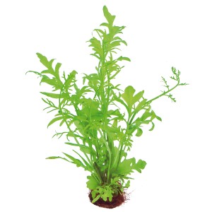 Dennerle Aquariumpflanze Hygrophila Corymbosa Kompakt, grüne Wasserpflanze für Aquarien.