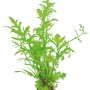 Dennerle Aquariumpflanze Hygrophila Corymbosa Kompakt, grüne Wasserpflanze für Aquarien.