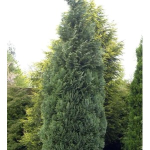 Blaue Säulenzypresse (Chamaecyparis lawsoniana) mit blau-grünen Nadeln, Wuchshöhe 30-40 cm.