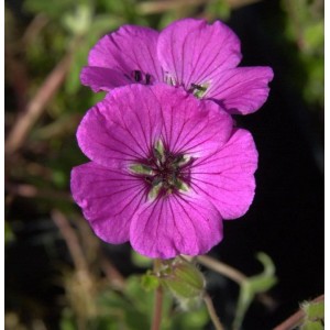 Storchenschnabel Splendens - Geranium cinereum