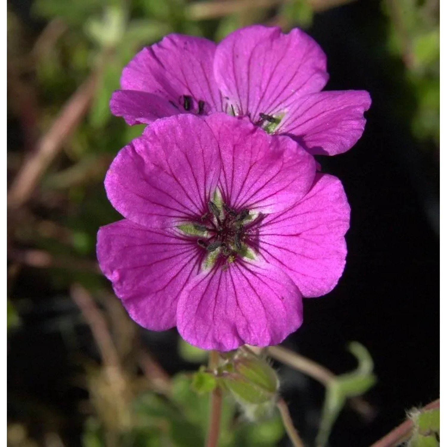 Storchenschnabel Splendens - Geranium cinereum