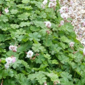 Cambridge Storchschnabel 'Biokovo' Bodendecker mit rosa-weißen Blüten und grünen Blättern.