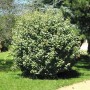 Wintergrüne Ölweide Compacta, 100-125cm, im Garten. Immergrüner Strauch mit dichten, grünen Blättern.