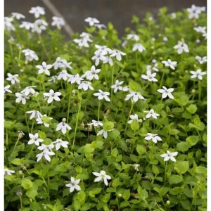 Blühender Bubikopf Alba (Pratia pedunculata) als Bodendecker im Garten.