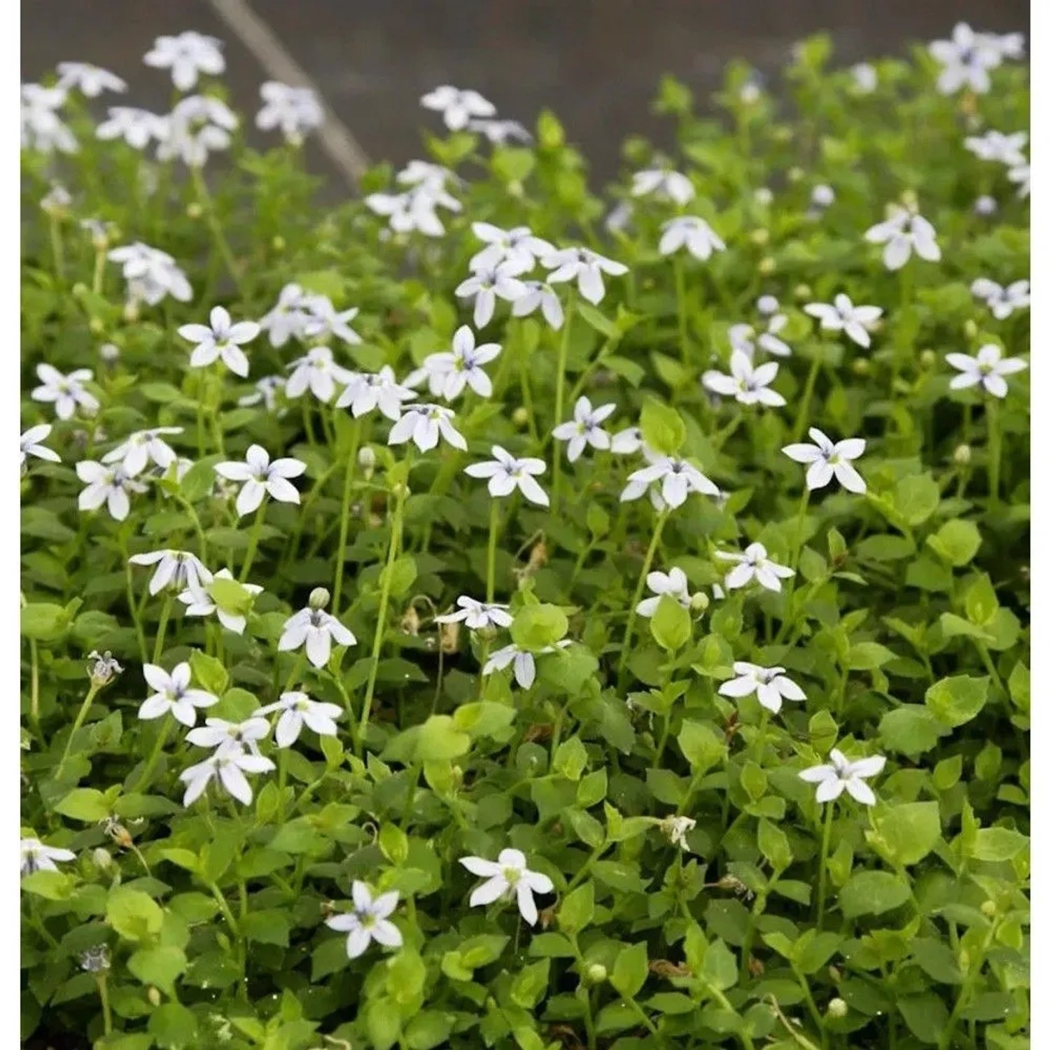 Bubikopf Alba - Pratia pedunculata