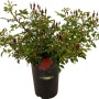 Bodendecker-Rose Rot im Topf (ca. 17cm Ø) mit grünen Blättern und roten Blütenknospen.