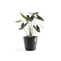 Dunkelgrauer Ecopots Amsterdam Pflanztopf (Ø 40 cm) mit grüner Pflanze. Ideal für Innen- und Außenbereich.