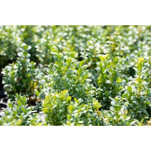 Buchsbaum 'Blauer Heinz', 40-50 cm, dichte Heckenpflanze mit blau-grünem Laub.