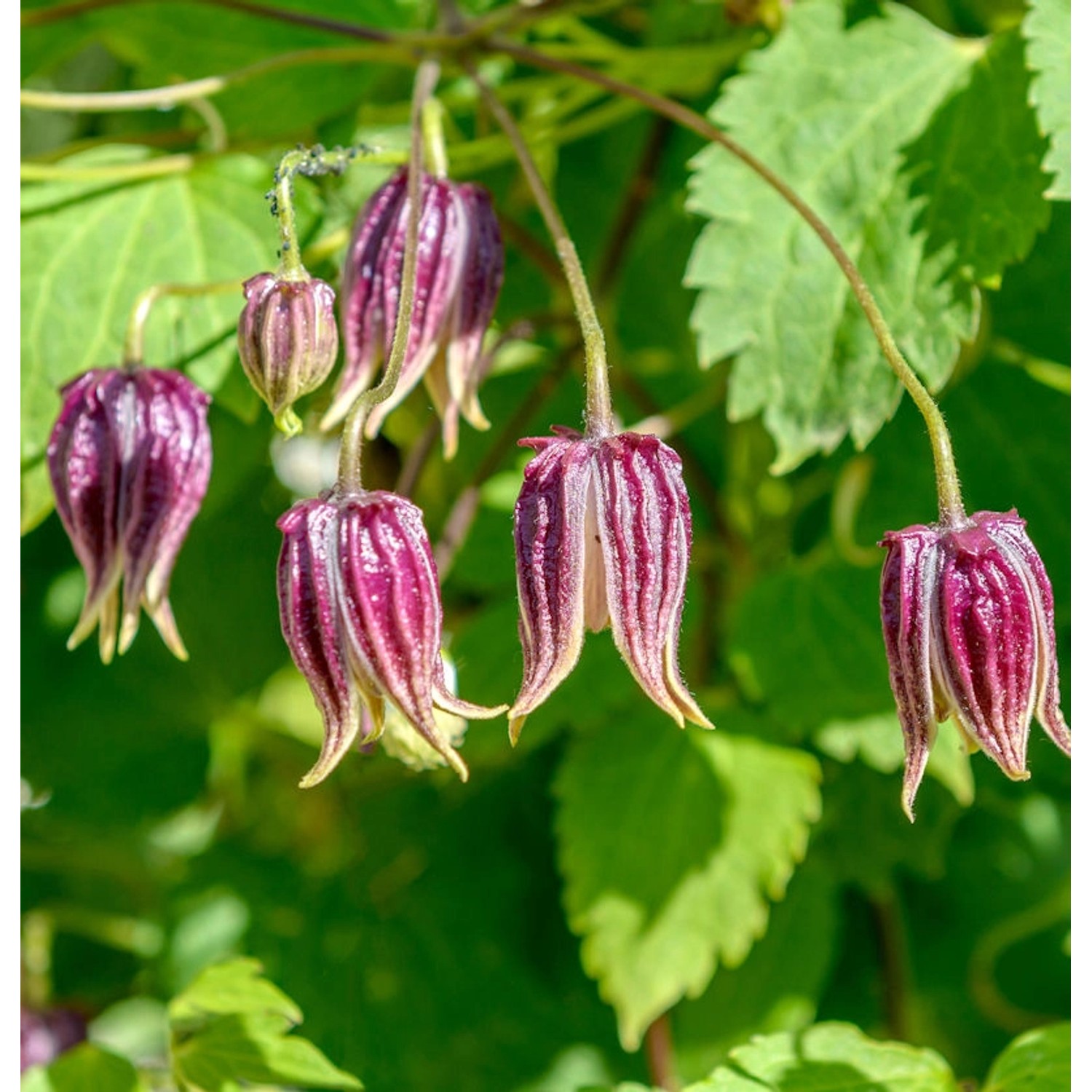 Garten-Waldrebe Columella 40-60cm - Clematis koreana günstig online kaufen