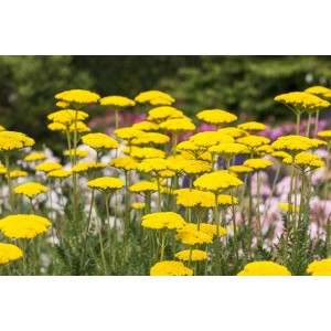 Goldgelbe Achillea Filipendulina 'Parker' Goldgarbe im 9x9 cm Topf.