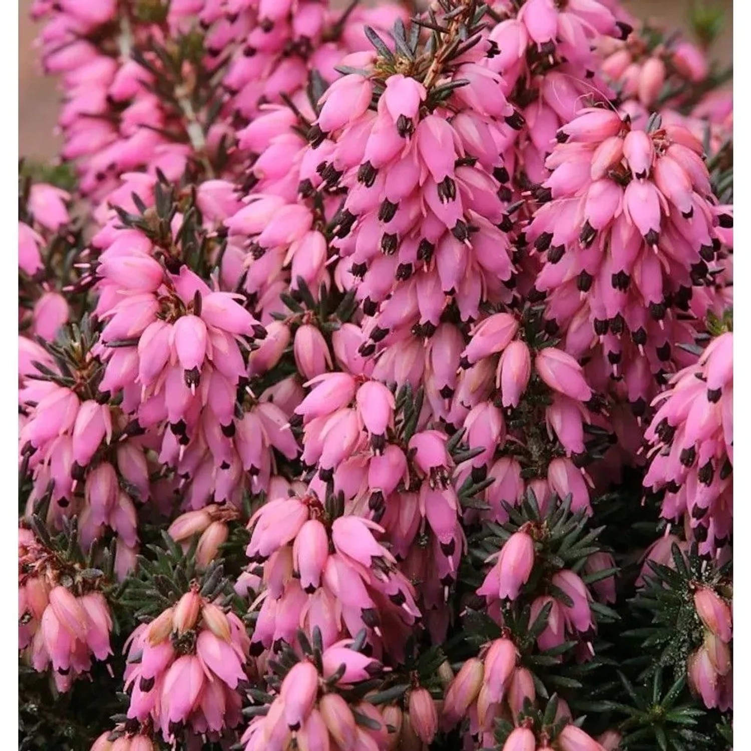 10x Winterheide Corinna - Erica carnea