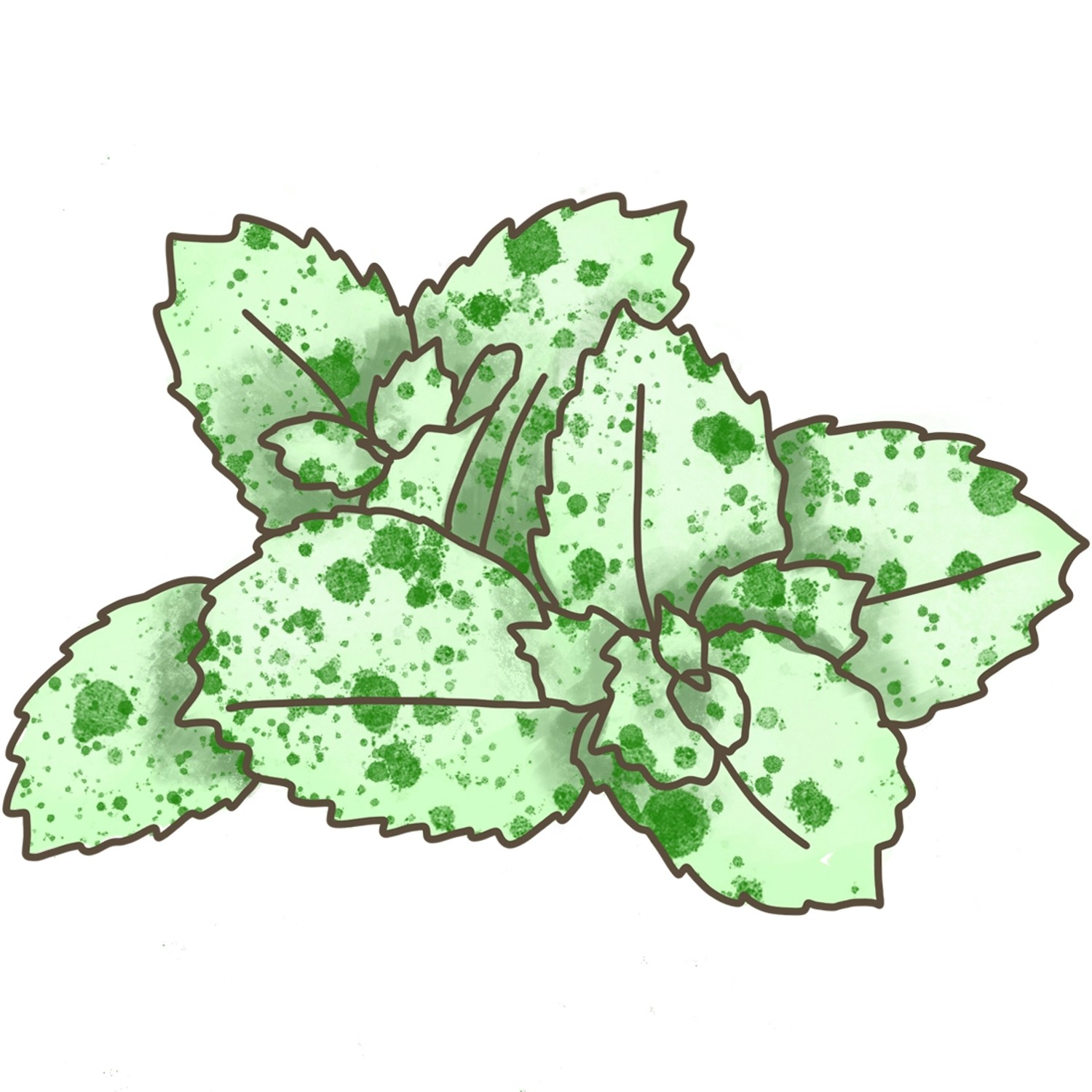 Illustration der Blu Bio-Rokoko-Minze (Mentha suaveolens calixte) mit hellgrünen Blättern und dunkleren Sprenkeln.