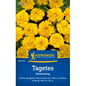 Kiepenkerl Studentenblume Goldzwerg Gelb (Tagetes) mit üppigen, goldgelben Blüten.