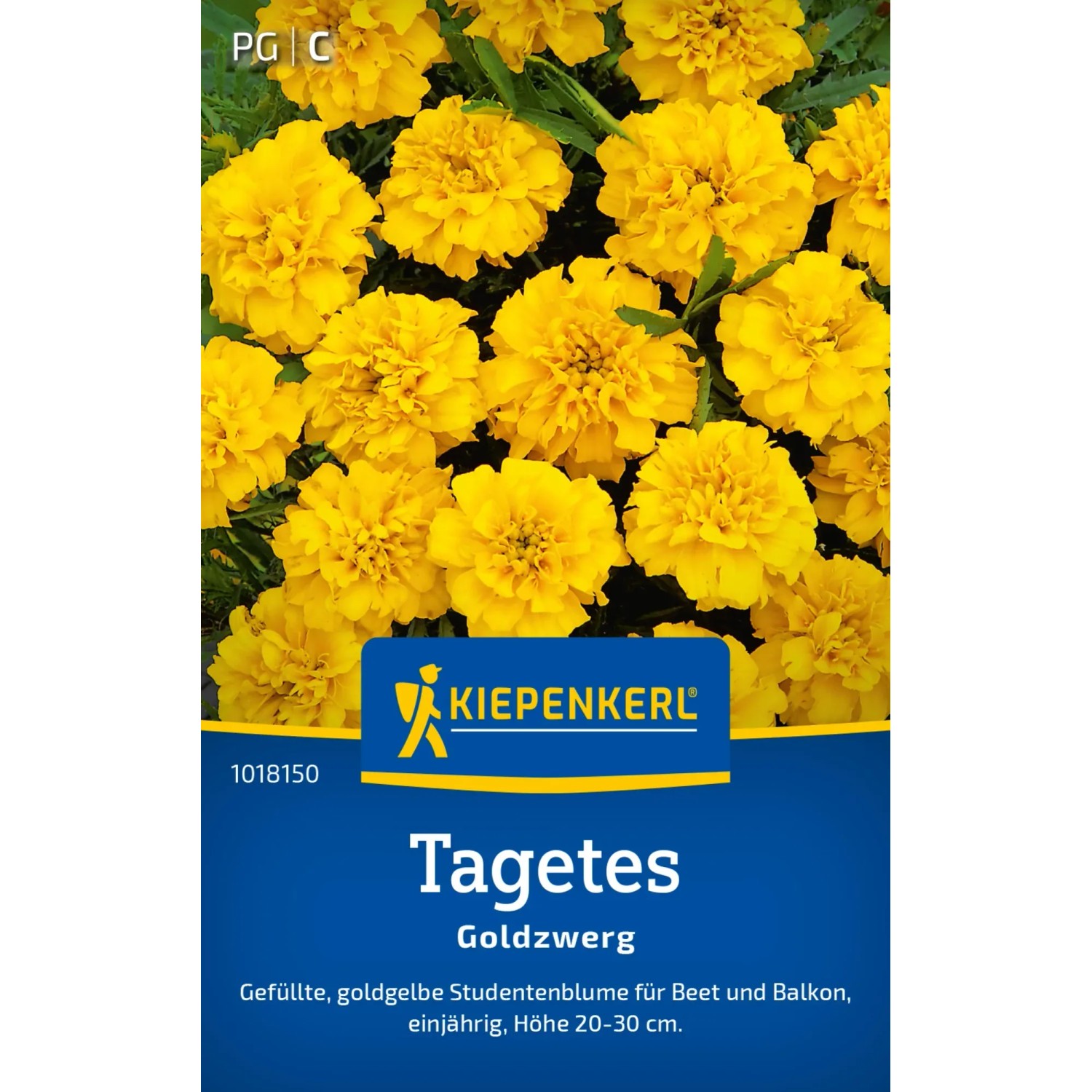 Kiepenkerl Studentenblume "Goldzwerg" Gelb Tagetes