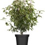 Kirschlorbeer Angustifolia im Topf, 80-100cm hoch, Set für dichte Hecken.